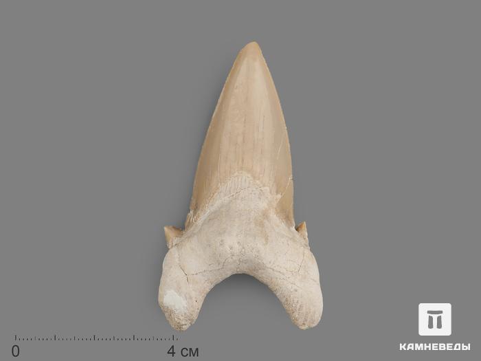Зуб акулы Otodus obliquus, 7,8х4,7х2 см, 8-16/3, фото 1