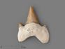 Зуб акулы Otodus obliquus, 3х2,7 см, 8-16/4, фото 1