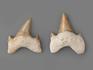 Зуб акулы Otodus obliquus, 3х2,7 см, 8-16/4, фото 4