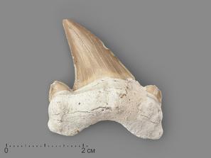 Зуб акулы Otodus obliquus, 4х3 см