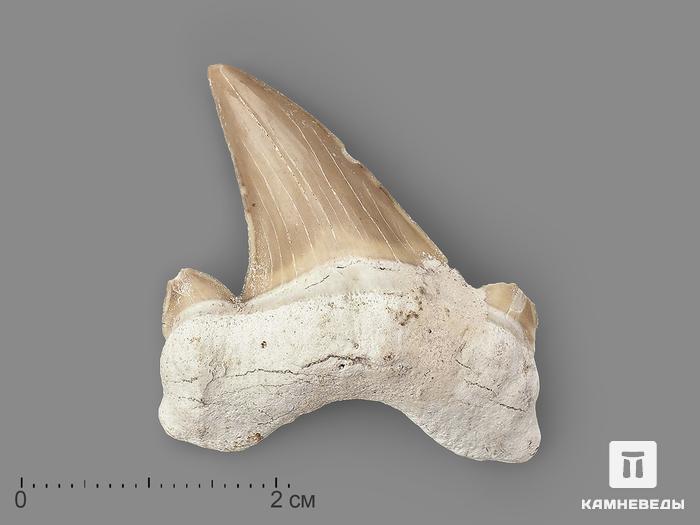 Зуб акулы Otodus obliquus, 4х3 см, 21483, фото 1