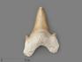 Зуб акулы Otodus obliquus, 4х3 см, 21483, фото 4