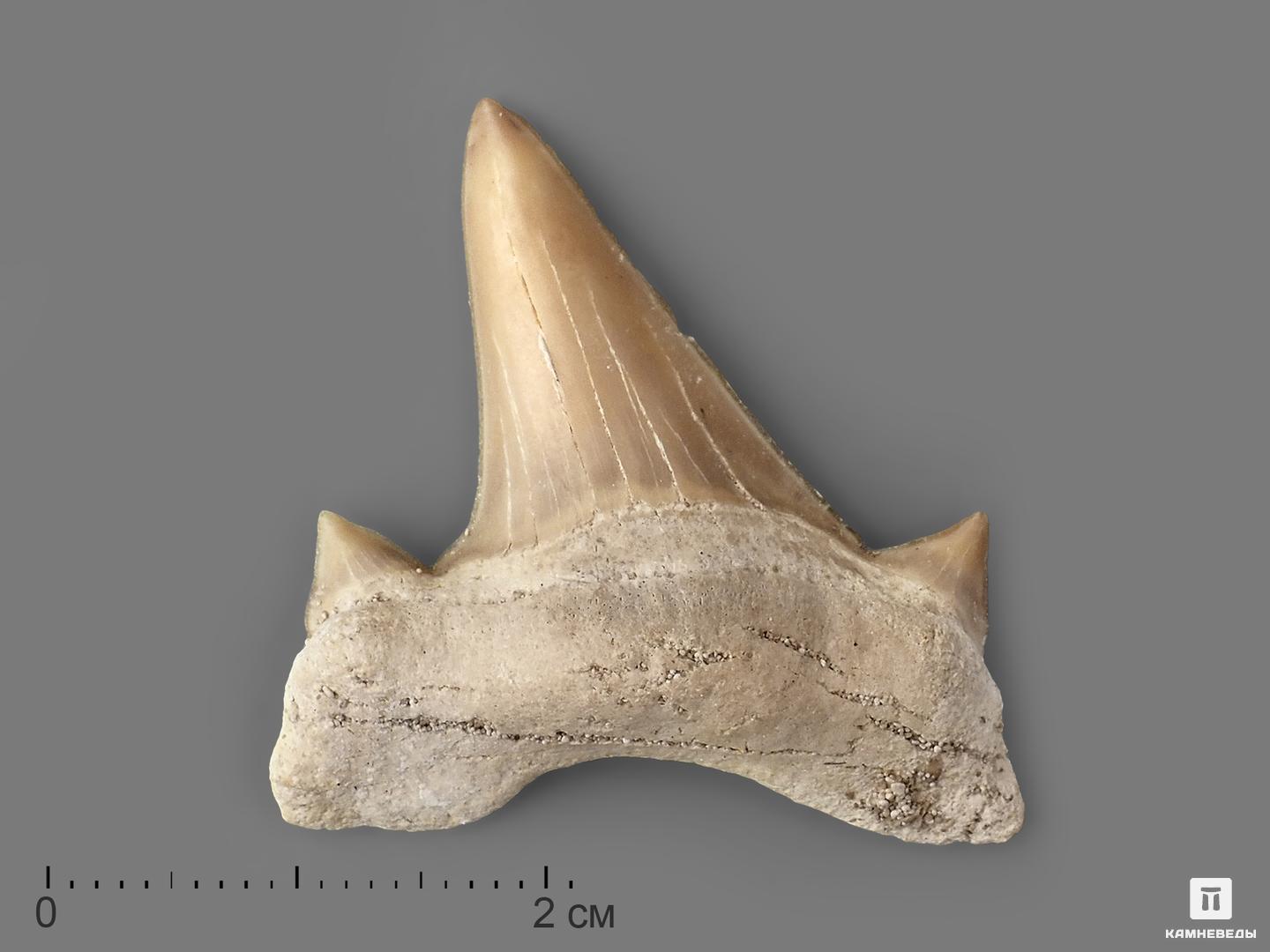 Зуб акулы Otodus obliquus (высший сорт), 3х2,8 см топаз высший сорт галтовка 2 2 5 см