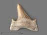 Зуб акулы Otodus obliquus (высший сорт), 3х2,8 см, 21494, фото 1