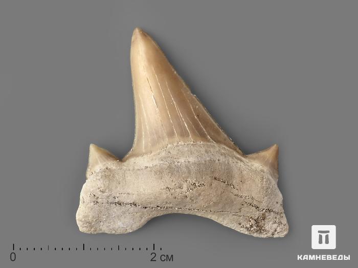 Зуб акулы Otodus obliquus (высший сорт), 3х2,8 см, 21494, фото 1
