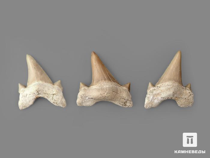 Зуб акулы Otodus obliquus (высший сорт), 3х2,8 см, 21494, фото 4
