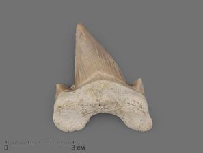 Зуб акулы Otodus obliquus (высший сорт), 5,5х4,3 см
