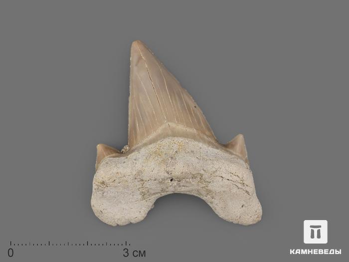 Зуб акулы Otodus obliquus (высший сорт), 5,5х4,3 см, 21496, фото 1