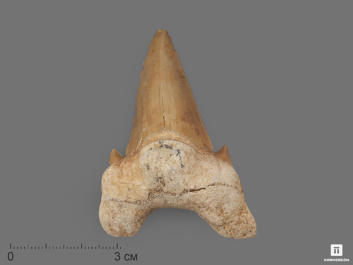 Зуб акулы Otodus obliquus (I сорт), 5,5х4,5 см, 21492, фото 1