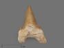 Зуб акулы Otodus obliquus (I сорт), 5,5х4,5 см, 21492, фото 1