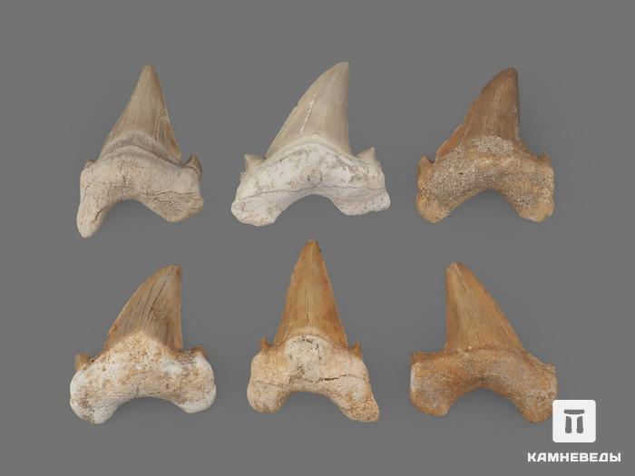 Зуб акулы Otodus obliquus (I сорт), 5,5х4,5 см, 21492, фото 2
