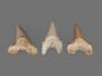Зуб акулы Otodus obliquus (I сорт), 7х4,5 см, 21490, фото 2