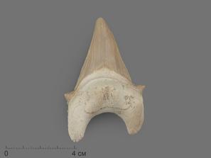 Зуб акулы Otodus obliquus (I сорт), 7х4,5 см