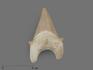 Зуб акулы Otodus obliquus (I сорт), 7х4,5 см, 21490, фото 1