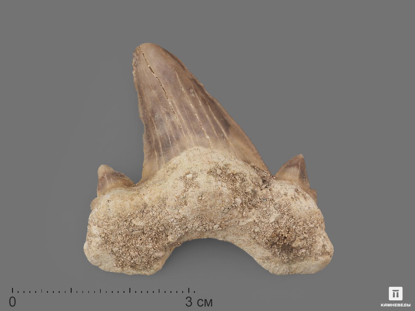 Зуб акулы Otodus obliquus (I сорт), 4,5х3,5 см зуб акулы otodus obliquus высший сорт 5 5х4 3 см