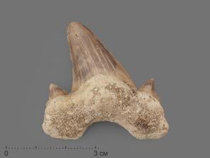 Зуб акулы Otodus obliquus (I сорт), 4,5х3,5 см