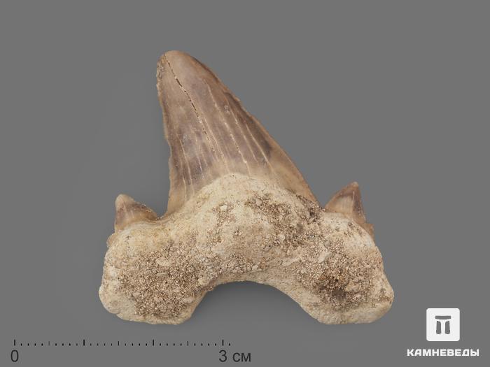 Зуб акулы Otodus obliquus (I сорт), 4,5х3,5 см, 21485, фото 1