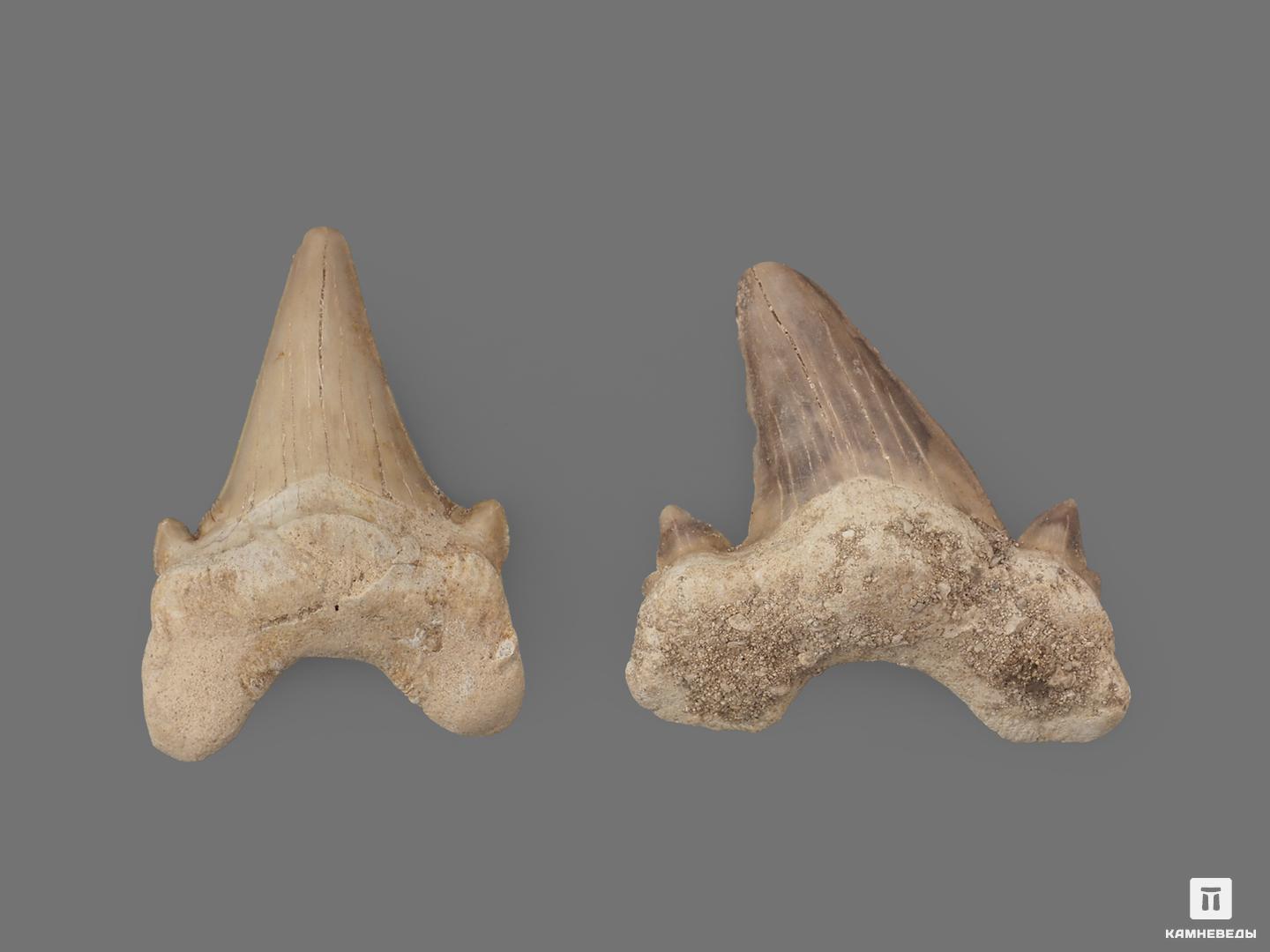 Зуб акулы Otodus obliquus (I сорт), 4,5х3,5 см, 21485, фото 2