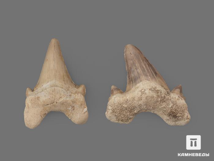 Зуб акулы Otodus obliquus (I сорт), 4,5х3,5 см, 21485, фото 2