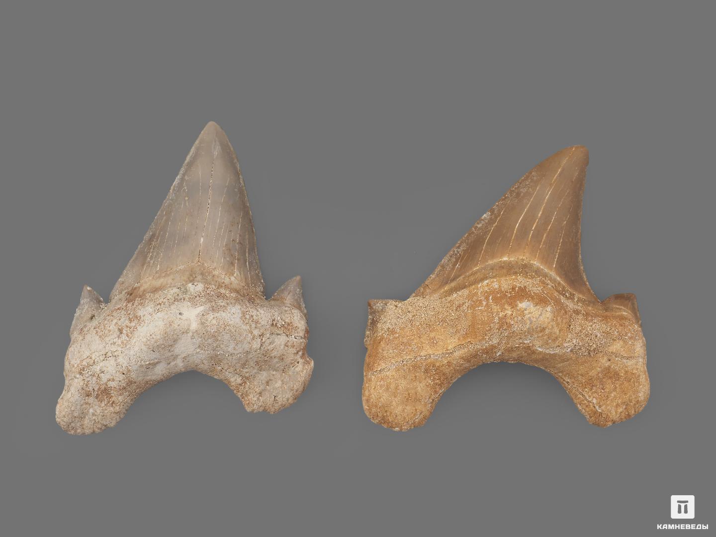 Зуб акулы Otodus obliquus (высший сорт), 6,3х4,5 см, 21497, фото 2
