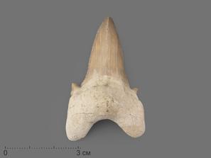 Зуб акулы Otodus obliquus (I сорт), 5х3,5 см