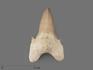 Зуб акулы Otodus obliquus (I сорт), 5х3,5 см, 21488, фото 1