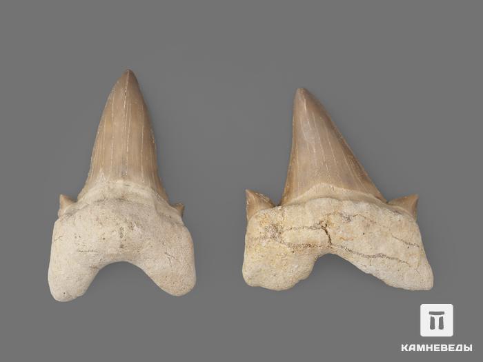 Зуб акулы Otodus obliquus (I сорт), 5х3,5 см, 21488, фото 2