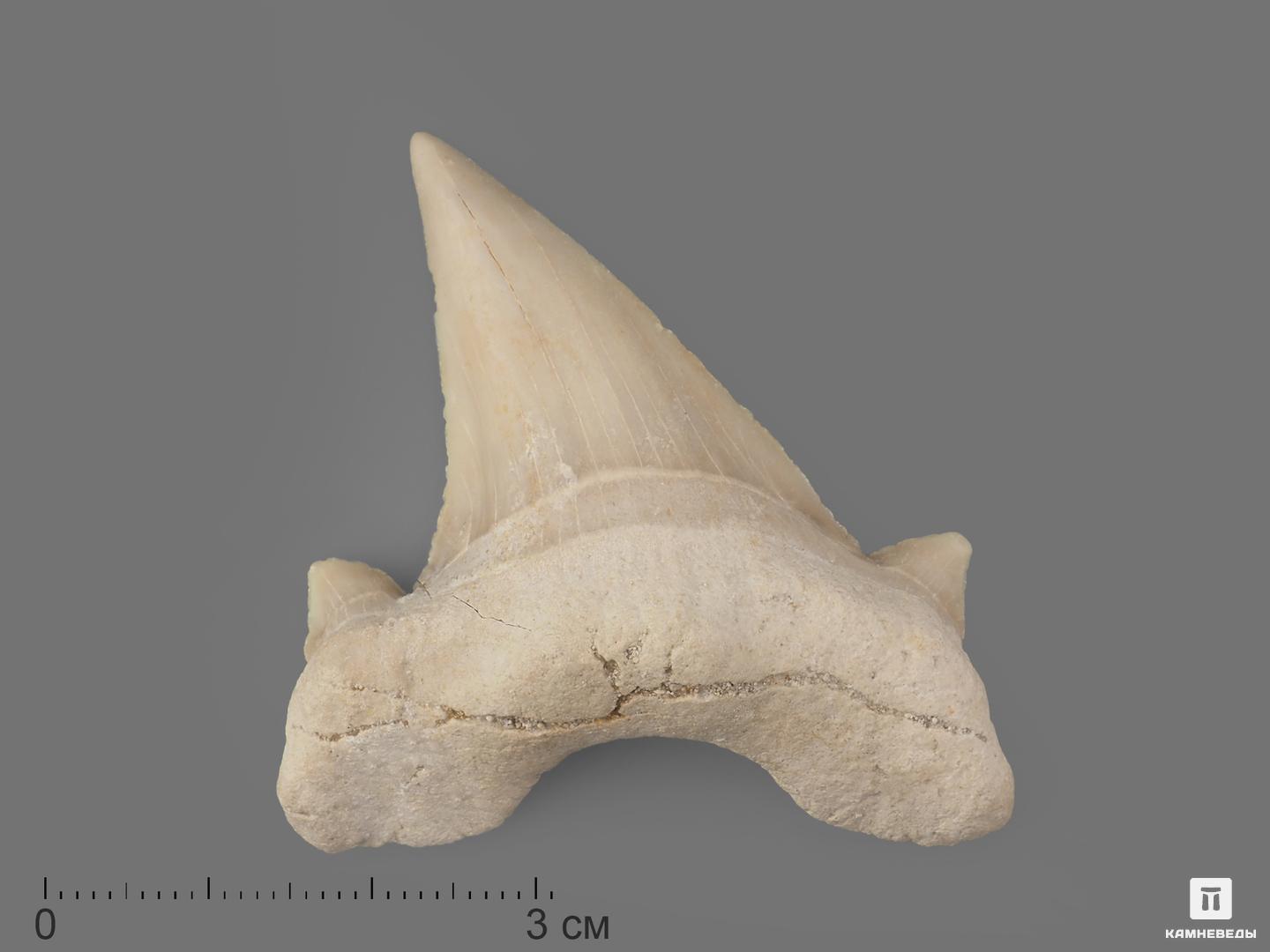 Зуб акулы Otodus obliquus (I сорт), 5х4 см, 21491, фото 1