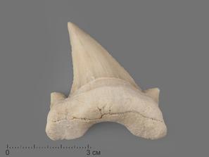 Зуб акулы Otodus obliquus (I сорт), 5х4 см