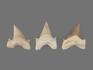 Зуб акулы Otodus obliquus (I сорт), 5х4 см, 21491, фото 2