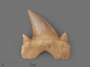 Зуб акулы Otodus obliquus (высший сорт), 4,5х3,5 см