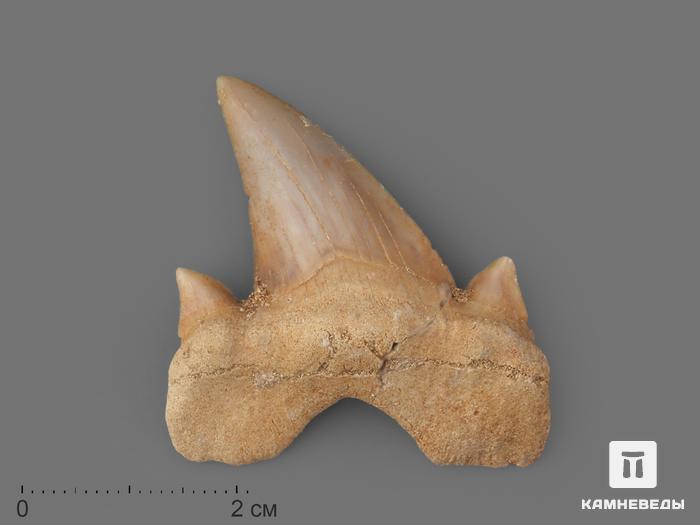 Зуб акулы Otodus obliquus (высший сорт), 4,5х3,5 см, 21493, фото 1