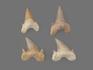 Зуб акулы Otodus obliquus (высший сорт), 4,5х3,5 см, 21493, фото 2
