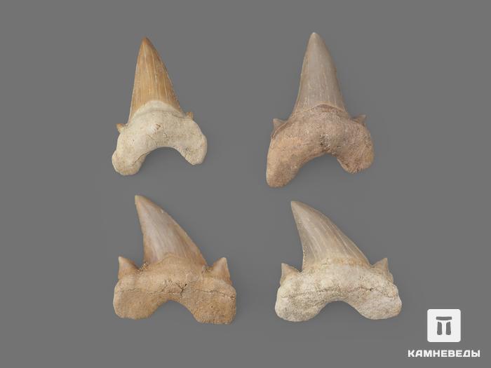 Зуб акулы Otodus obliquus (высший сорт), 4,5х3,5 см, 21493, фото 2