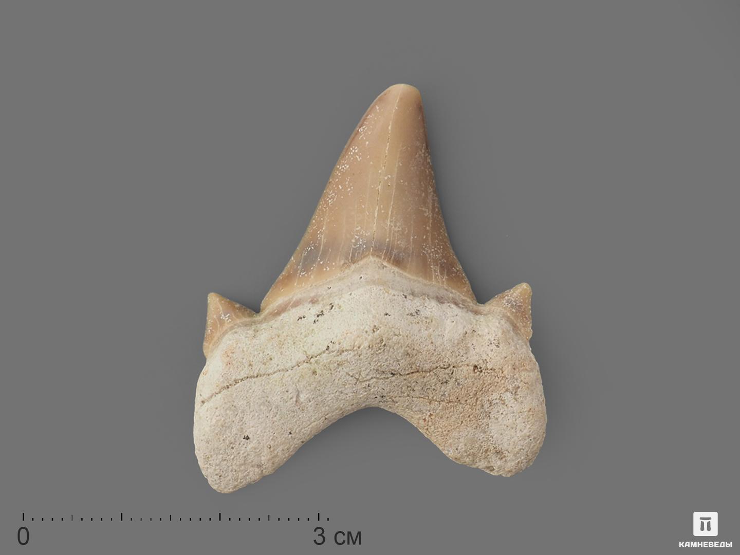 Зуб акулы Otodus obliquus (I сорт), 4х3 см акулы киты и дельфины