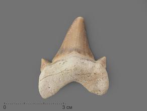 Зуб акулы Otodus obliquus (I сорт), 4х3 см