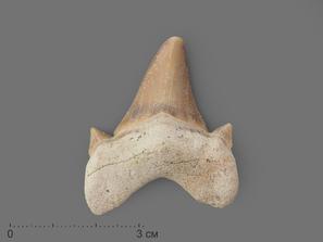 Зуб акулы Otodus obliquus (I сорт), 4х3 см