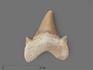 Зуб акулы Otodus obliquus (I сорт), 4х3 см, 21484, фото 1