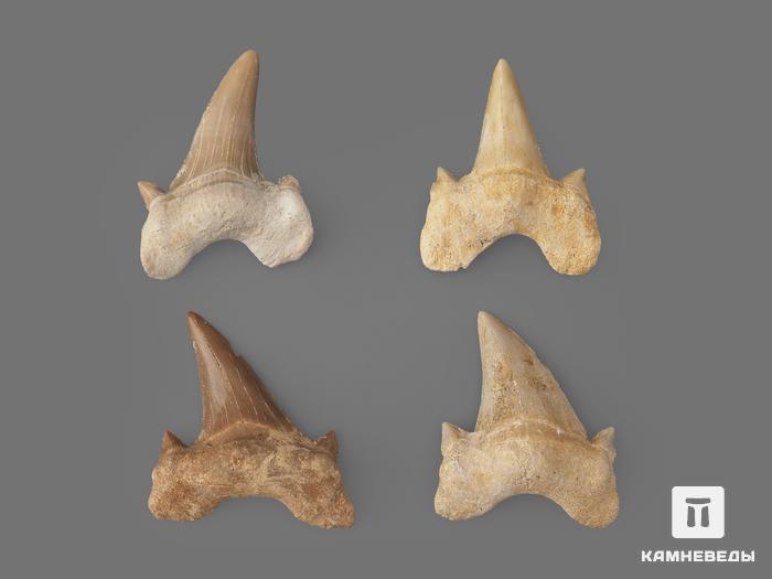 Зуб акулы Otodus obliquus (I сорт), 3,5х2,5 см, 21482, фото 2