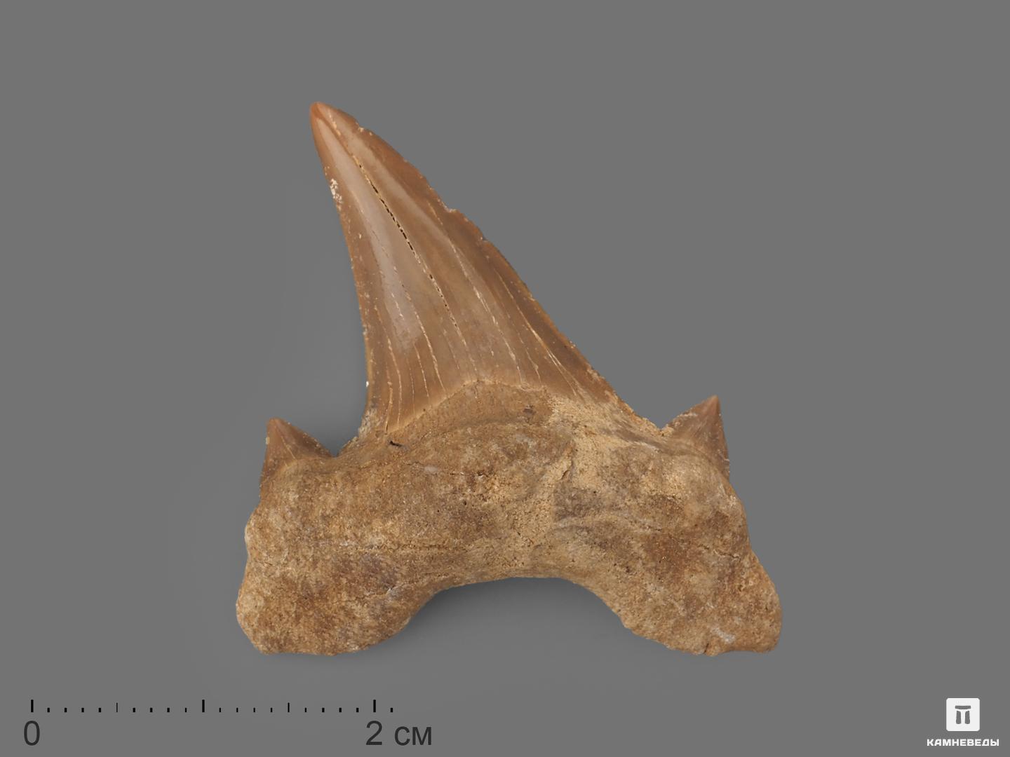 Зуб акулы Otodus obliquus (I сорт), 3,5х2,5 см, 21482, фото 1