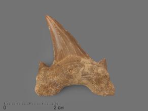 Зуб акулы Otodus obliquus (I сорт), 3,5х2,5 см