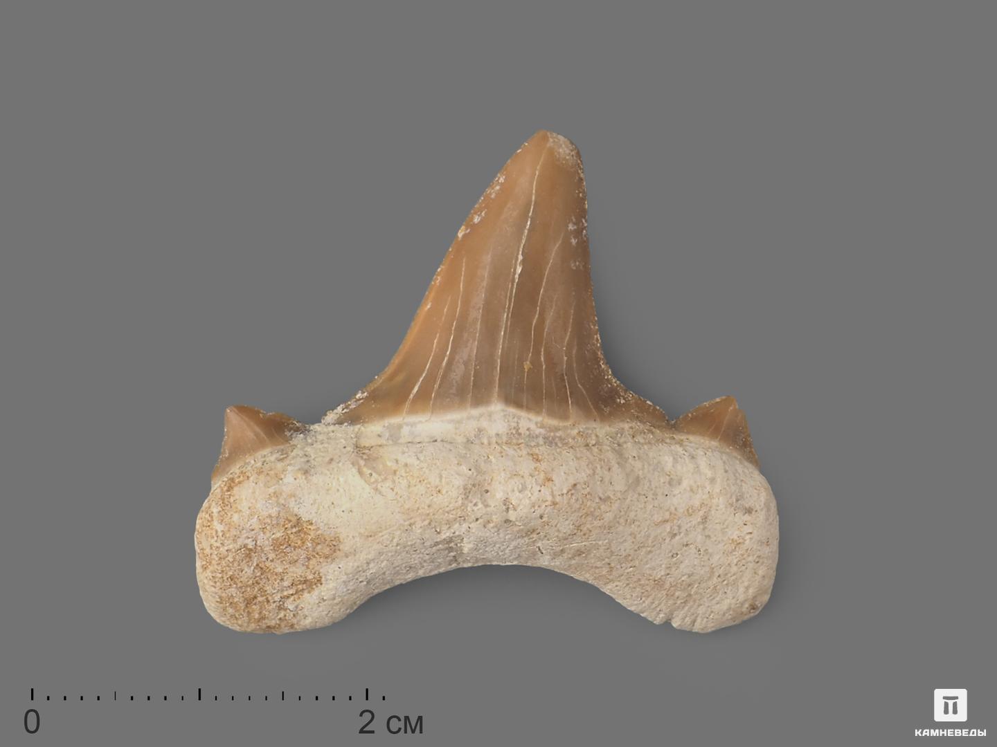 Зуб акулы Otodus obliquus, 3,5х3 см зуб акулы otodus obliquus высший сорт 6 3х4 5 см