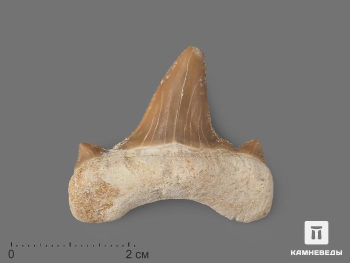 Зуб акулы Otodus obliquus, 3,5х3 см, 8-16/5, фото 1