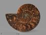 Аммонит Cleoniceras sp., полированный срез 8-9 см, 8-15/11, фото 1