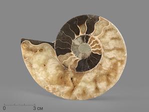 Аммонит Cleoniceras sp., полированный срез 11,2х8,7х1,3 см