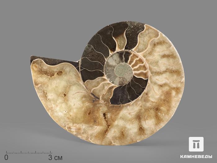 Аммонит Cleoniceras sp., полированный срез 11,2х8,7х1,3 см, 8-14, фото 1