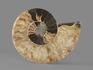 Аммонит Cleoniceras sp., полированный срез 11,2х8,7х1,3 см, 8-14, фото 2