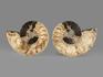 Аммонит Cleoniceras sp., полированный срез 11,2х8,7х1,3 см, 8-14, фото 3