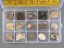 Коллекция палеонтологическая (15 образцов, состав №7), 22327, фото 2