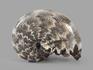 Аммонит полированный, 6,2х5х2,7 см, 22164, фото 3